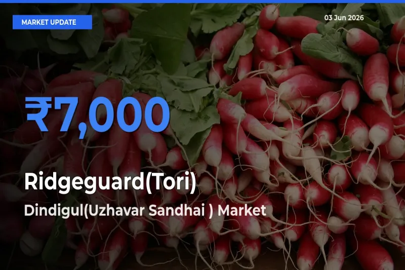 Dindigul(Uzhavar Sandhai ) Emerges as Top Mandi for Ridgeguard(Tori) Prices Today