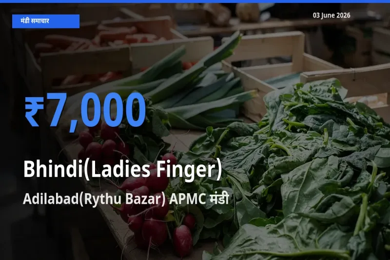 टॉप मंडी बना Adilabad(Rythu Bazar) APMC! भिंडी के सबसे ऊँचे दाम यहीं दर्ज