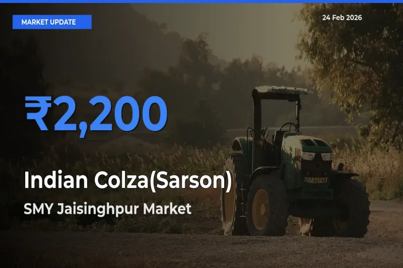 Indian Colza(Sarson) Mandi Rate Today: SMY Jaisinghpur Tops the List