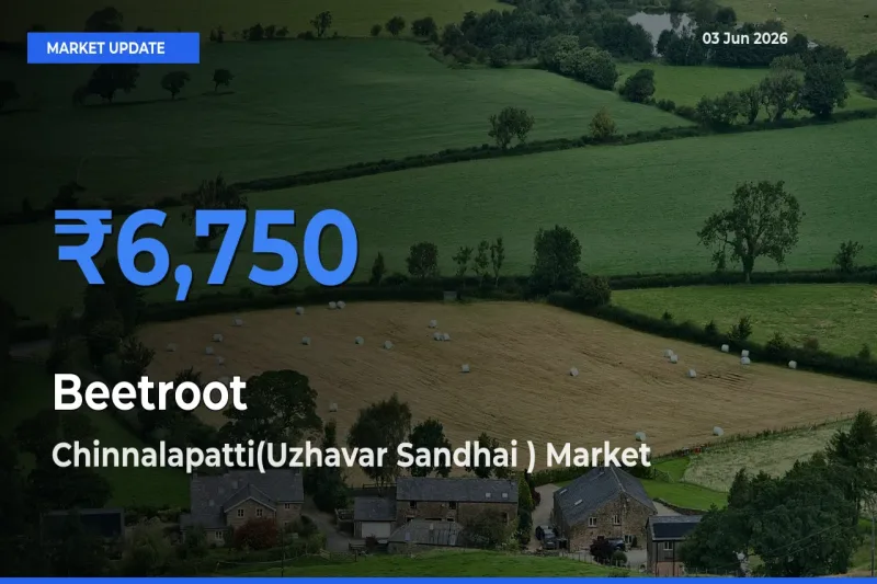 Chinnalapatti(Uzhavar Sandhai ) Emerges as Top Mandi for Beetroot Prices Today
