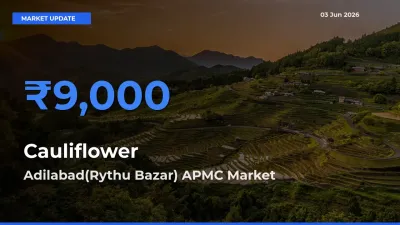 Adilabad(Rythu Bazar) APMC Leads as Top Mandi for Cauliflower Prices