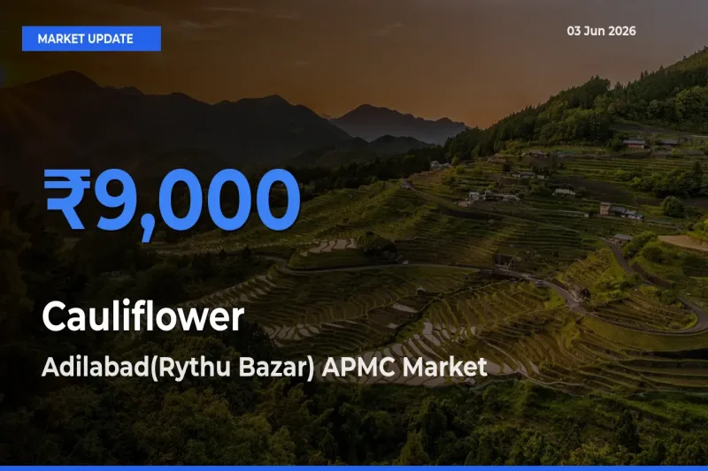 Adilabad(Rythu Bazar) APMC Leads as Top Mandi for Cauliflower Prices