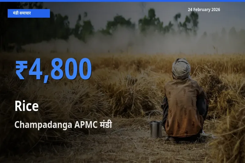 Champadanga APMC में Rice का आज सबसे ऊँचा भाव