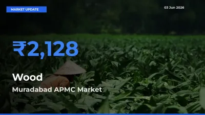 Muradabad APMC Tops Wood Rates – June 03 Market Update