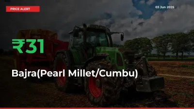 Bajra(Pearl Millet/Cumbu) Prices Rise 31.08% in a Day at Major Mandis