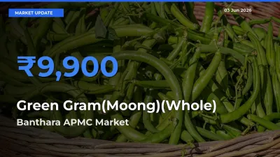 Market Watch: Banthara APMC Becomes Top Mandi for Green Gram(Moong)(Whole)