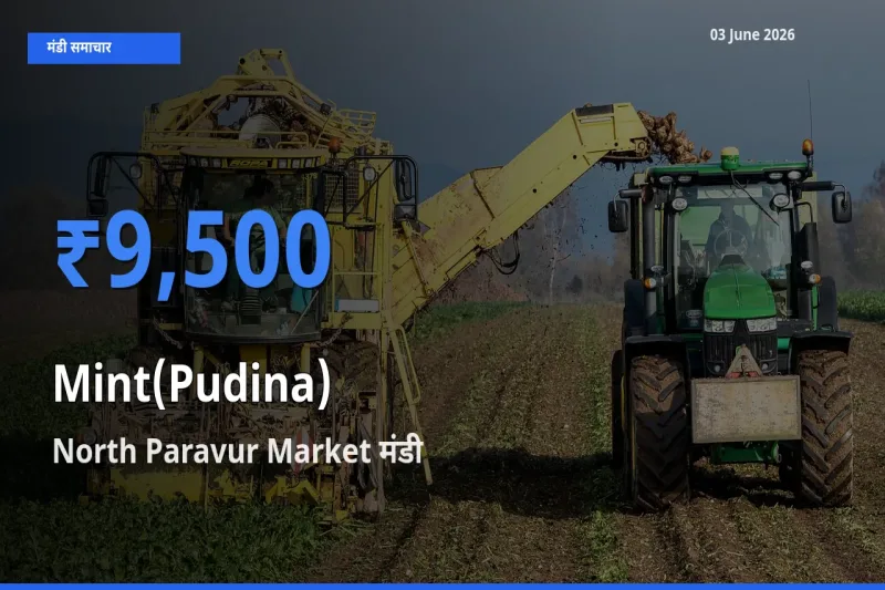 North Paravur Market मंडी में आज पुदीना के सबसे ऊँचे दाम दर्ज