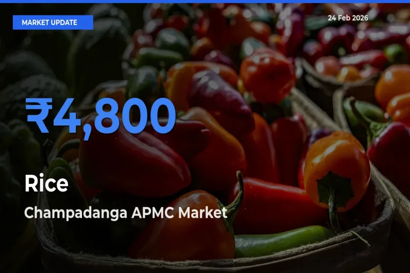 Champadanga APMC Records Highest ₹4,800 Rate for Rice