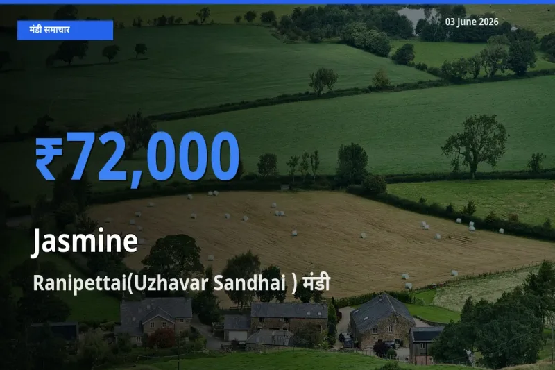 आज चमेली के सबसे ऊँचे दाम ₹72,000 Ranipettai(Uzhavar Sandhai ) मंडी में