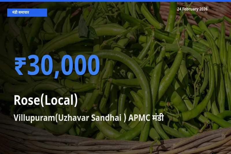 Villupuram(Uzhavar Sandhai ) APMC में Rose(Local) का आज सबसे ऊँचा भाव
