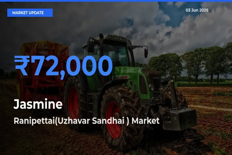 Farmers Prefer Ranipettai(Uzhavar Sandhai ) as Jasmine Hits Highest Rate
