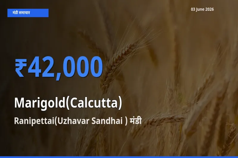 Ranipettai(Uzhavar Sandhai ) मंडी में गेंदा (कलकत्ता) ₹42,000 पर पहुँचा – आज का सर्वोच्च भाव