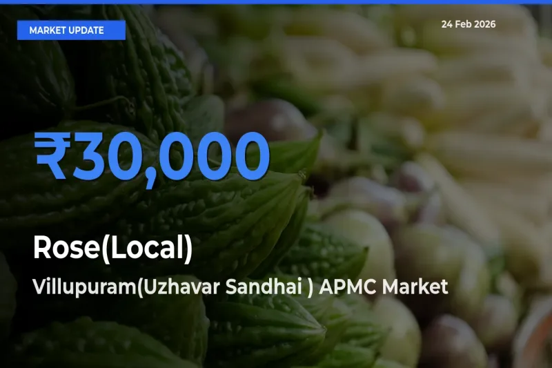 Villupuram(Uzhavar Sandhai ) APMC Leads as Top Mandi for Rose(Local) Prices