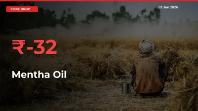 Sharp Fall! Mentha Oil Prices Plunge 32.2% in a Day at Key Mandis