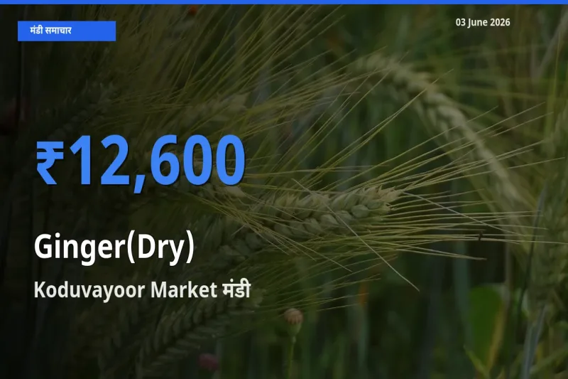 किसानों की पसंद बना Koduvayoor Market, अदरक (सूखा) के सबसे अच्छे दाम