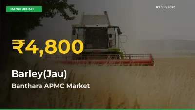 Why Barley(Jau) Prices Are Climbing in Banthara APMC – Today’s New High Explained