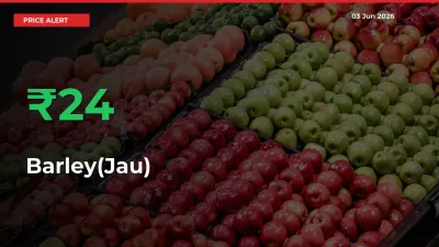 Sharp Jump! Barley(Jau) Prices Climb 23.63% in 24 Hours at Key Mandis