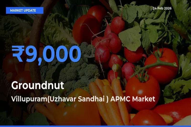 Villupuram(Uzhavar Sandhai ) APMC Offers ₹9,000 – Highest Groundnut Rate Today