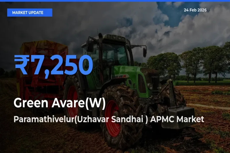 Paramathivelur(Uzhavar Sandhai ) APMC Tops Green Avare(W) Rates – February 24 Market Update