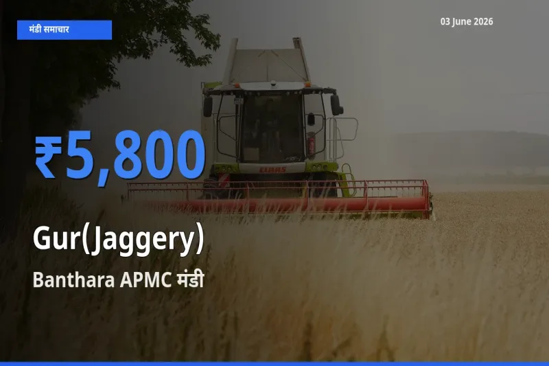 किसानों की पसंद बना Banthara APMC, गुड़ के सबसे अच्छे दाम