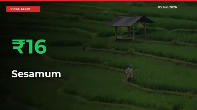 Why Sesamum Prices Rose 15.82% in a Day at Mandis