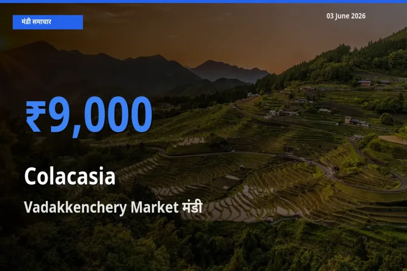 Vadakkenchery Market मंडी में अरबी ₹9,000 पर पहुँचा – आज का सर्वोच्च भाव