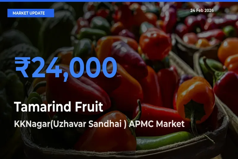 KKNagar(Uzhavar Sandhai ) APMC Leads as Top Mandi for Tamarind Fruit Prices