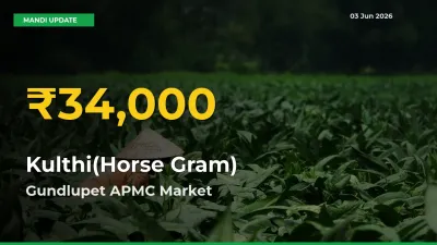 Gundlupet APMC Leads as Kulthi(Horse Gram) Hits Highest Rate – June 03 Update