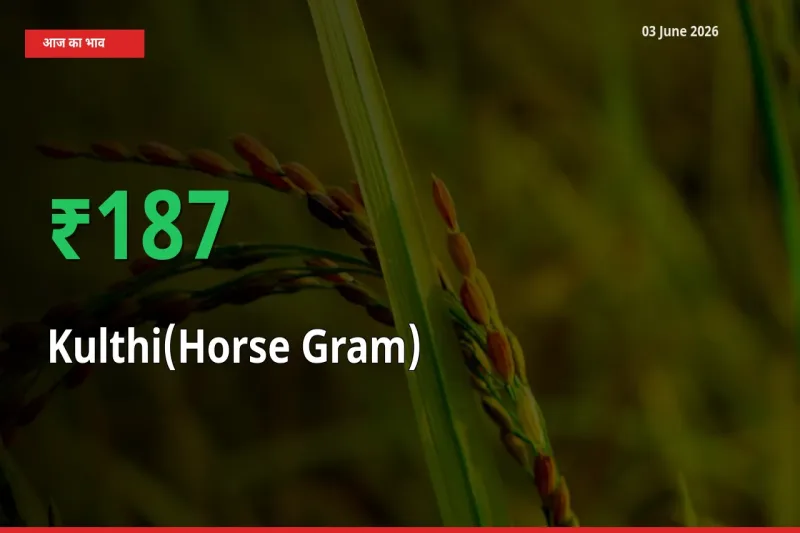अचानक तेजी! मंडी में कुल्थी के दाम 186.61% चढ़े