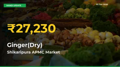 Fresh Record! Ginger(Dry) Price Climbs to New High in Shikaripura APMC