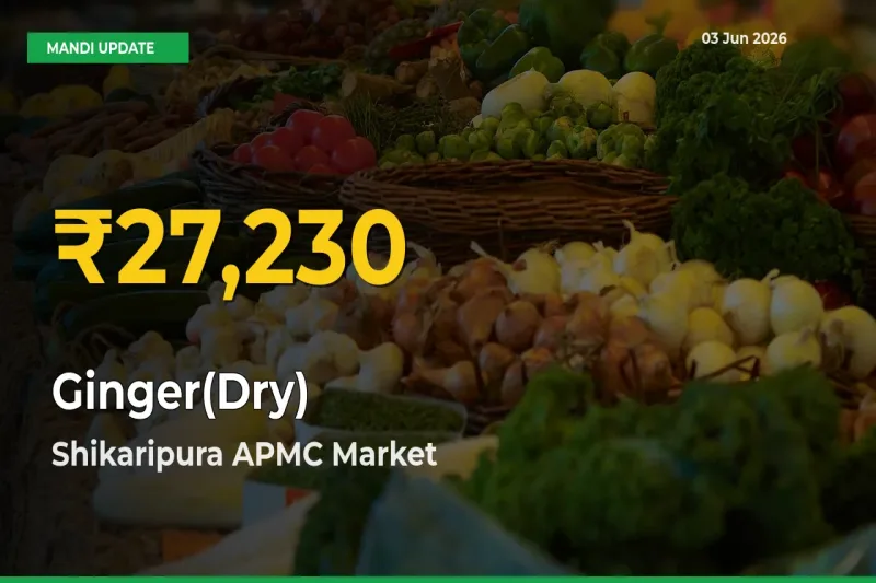 Fresh Record! Ginger(Dry) Price Climbs to New High in Shikaripura APMC