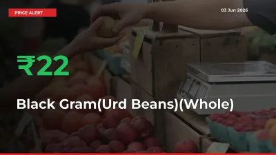 Sudden 22.24% Rally in Black Gram(Urd Beans)(Whole) Prices Across Mandis