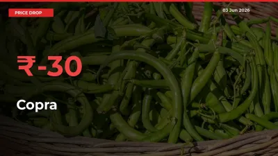 Farmers Alert as Copra Prices Slide 30.14% in Local Mandis