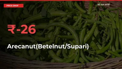 Farmers Alert as Arecanut(Betelnut/Supari) Prices Slide 25.74% in Local Mandis