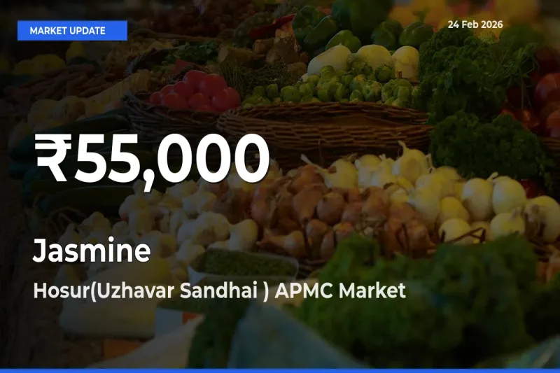 Why Jasmine Prices Slumped in Hosur(Uzhavar Sandhai ) APMC – 30-Day Low Today