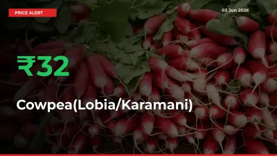 Farmers Cheer as Cowpea(Lobia/Karamani) Prices Surge 31.55% in Local Mandis