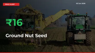 Ground Nut Seed Prices Rise 15.52% in a Day at Major Mandis