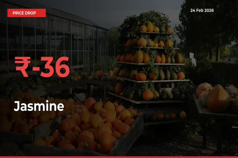 This Mandi Records 35.62% Fall in Jasmine Prices