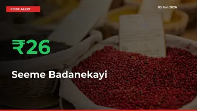 Big Rally! Seeme Badanekayi Climbs 26.21% in 24 Hours at Top Mandis