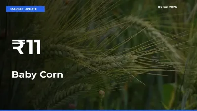 Multi-Mandi Trend Emerges as Baby Corn Prices Shift Across Key Markets