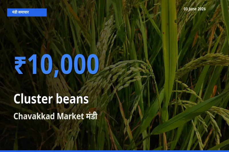 आज का मंडी भाव: ग्वार फली के सबसे ज़्यादा दाम Chavakkad Market में