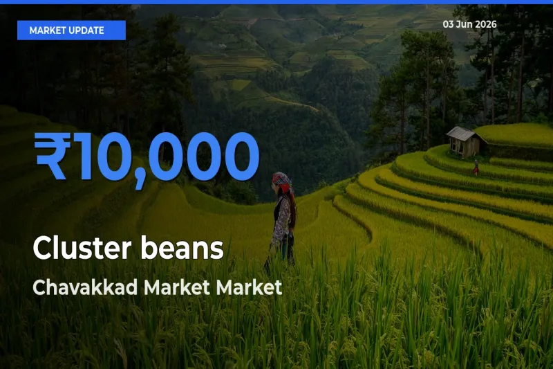 Chavakkad Market Emerges as Top Mandi for Cluster beans Prices Today