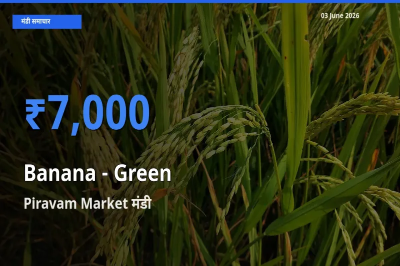 Piravam Market में केला - हरा का आज सबसे ऊँचा भाव