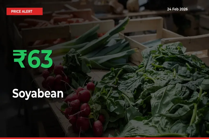 Sudden 63.01% Rally in Soyabean Prices Across Mandis