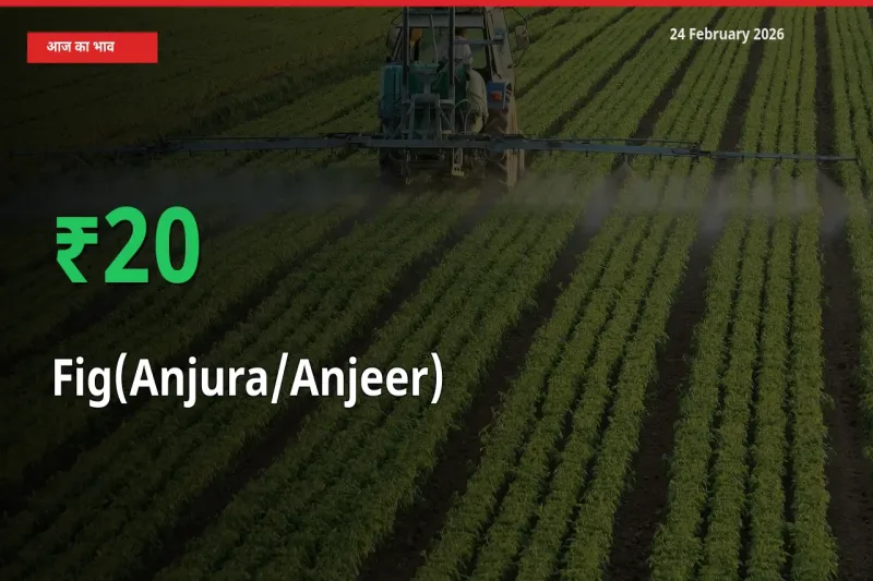 Fig(Anjura/Anjeer) के दाम प्रमुख मंडी में 20% बढ़े, 24 घंटे में बड़ा बदलाव