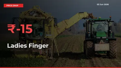 Ladies Finger Prices Drop 15.01% in 24 Hours at Major Mandis