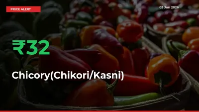 Chicory(Chikori/Kasni) Mandi Rate Today: Prices Jump 31.75% at Market