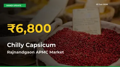 Chilly Capsicum Hits Fresh High in Rajnandgaon APMC Today
