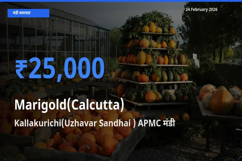 टॉप मंडी बना Kallakurichi(Uzhavar Sandhai ) APMC! Marigold(Calcutta) के सबसे ऊँचे दाम यहीं दर्ज