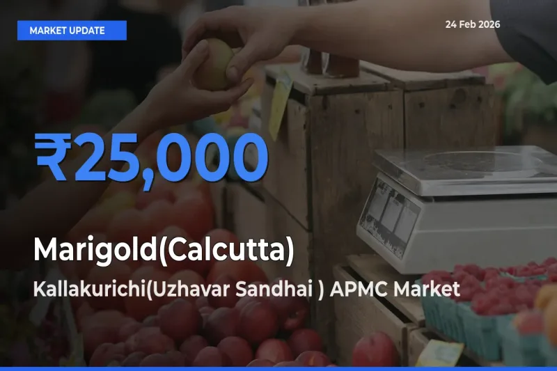 Kallakurichi(Uzhavar Sandhai ) APMC Leads as Top Mandi for Marigold(Calcutta) Prices